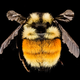 Bombus ternarius. “Some yellow and orange tushiness from a Bombus ternarius taken during the Adirondack Bioblitz. In most of New England the only Bumble Bee with significant orange and yellow on its abdomen.”